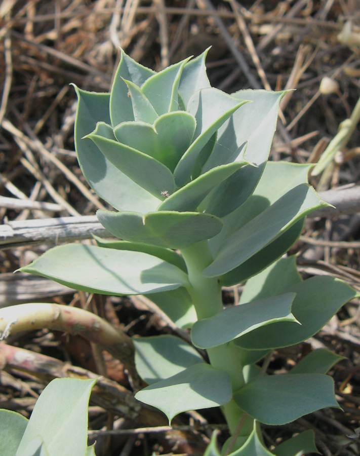 Изображение особи Euphorbia myrsinites.