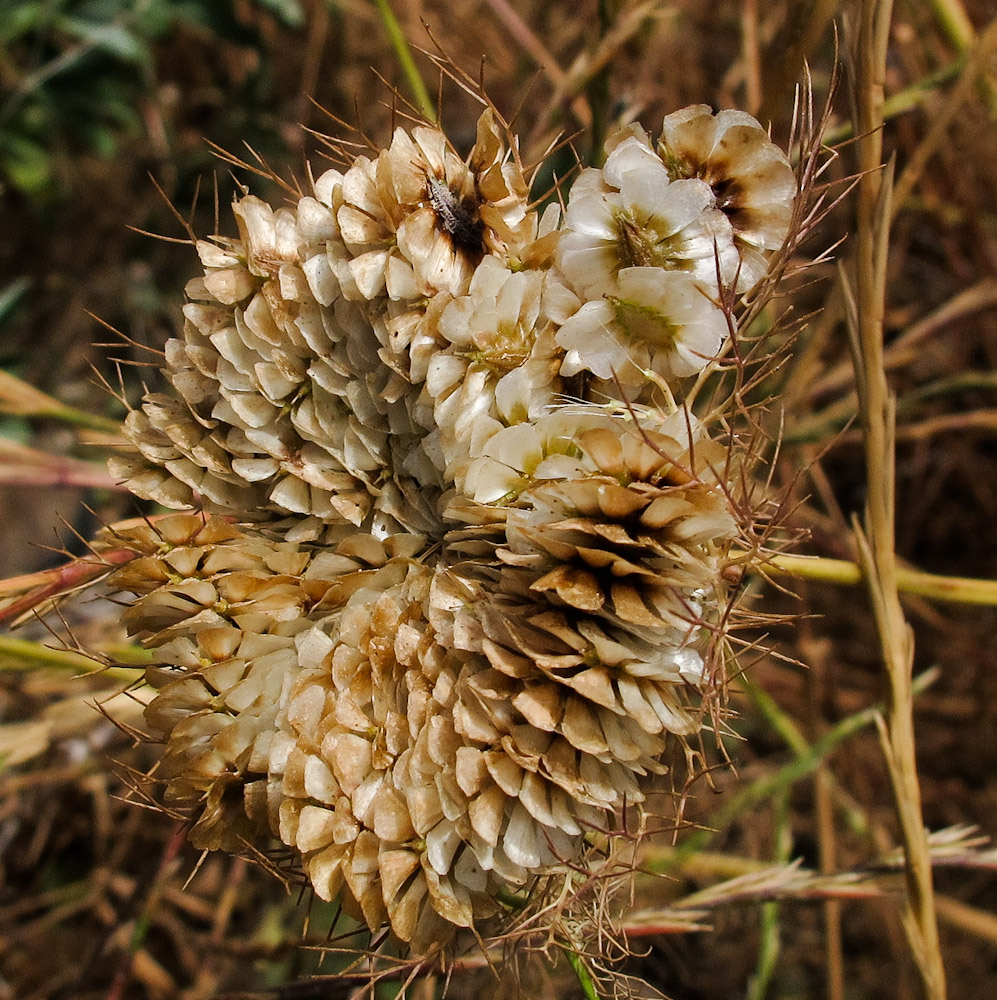 Image of Artedia squamata specimen.