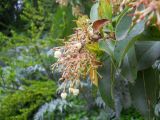 Arbutus andrachne. Верхушка побега с цветками и завязавшимися плодами. Южный берег Крыма, Никитский ботанический сад. 7 мая 2012 г.