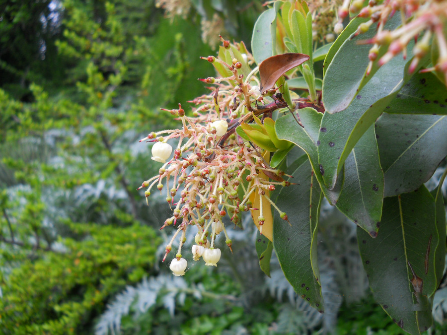 Изображение особи Arbutus andrachne.