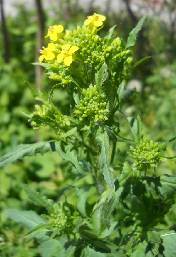 Image of Sisymbrium loeselii specimen.