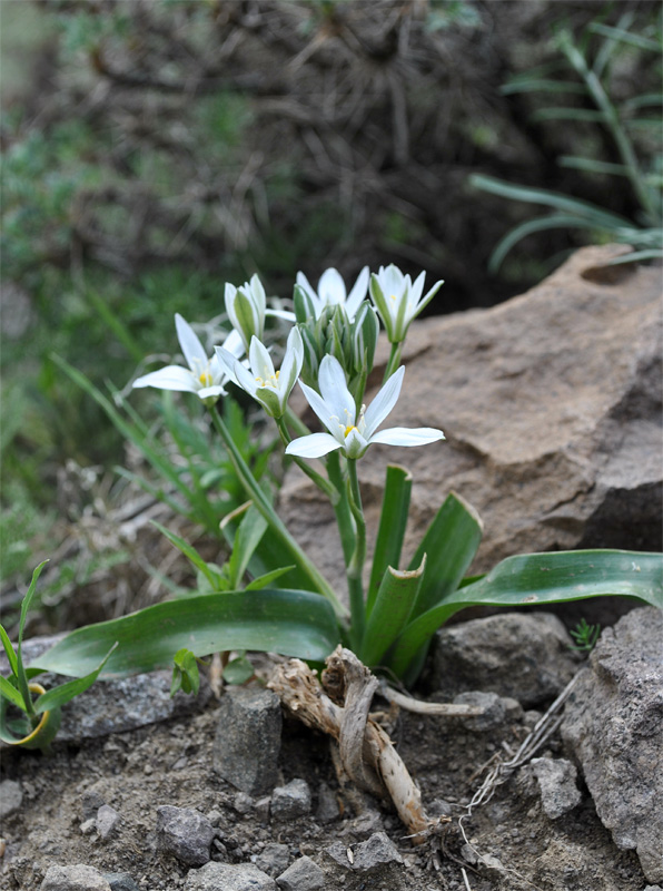 Изображение особи Ornithogalum montanum.