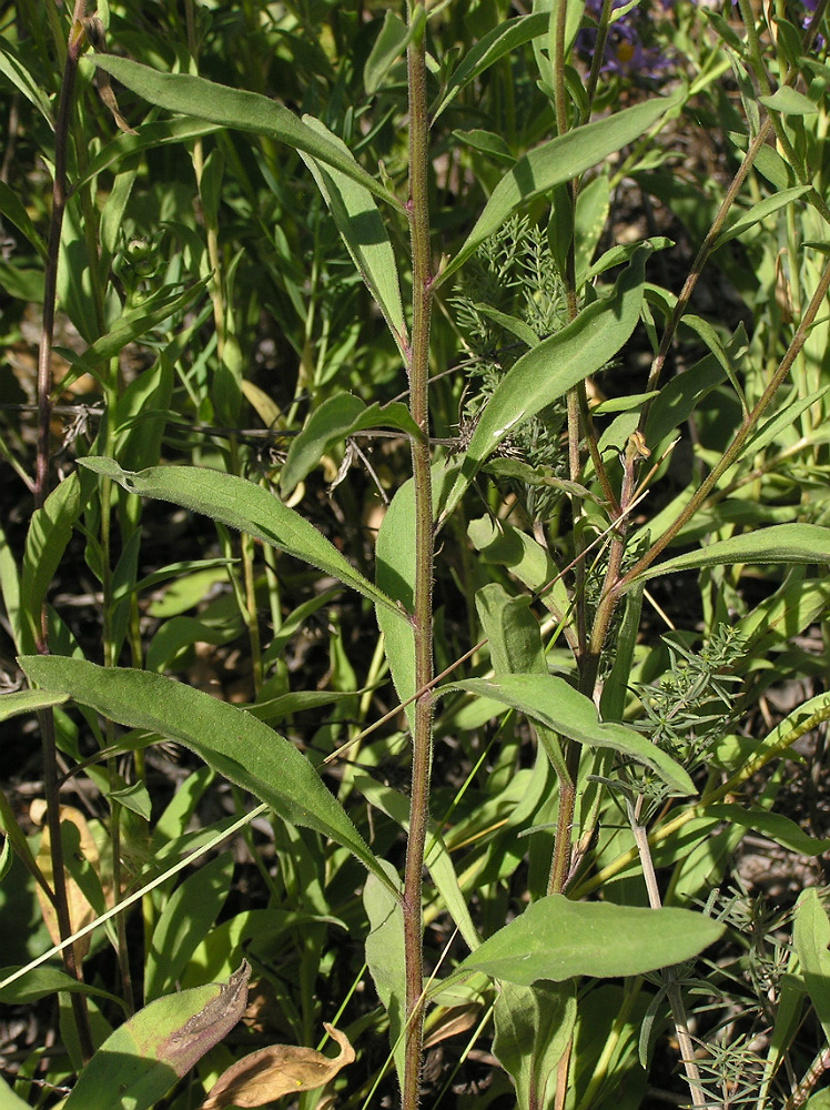 Image of Aster amellus specimen.