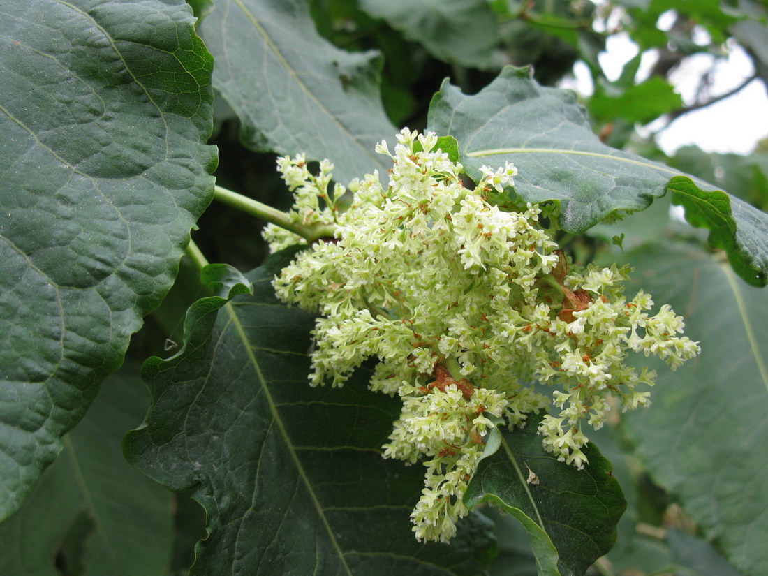 Изображение особи Reynoutria sachalinensis.