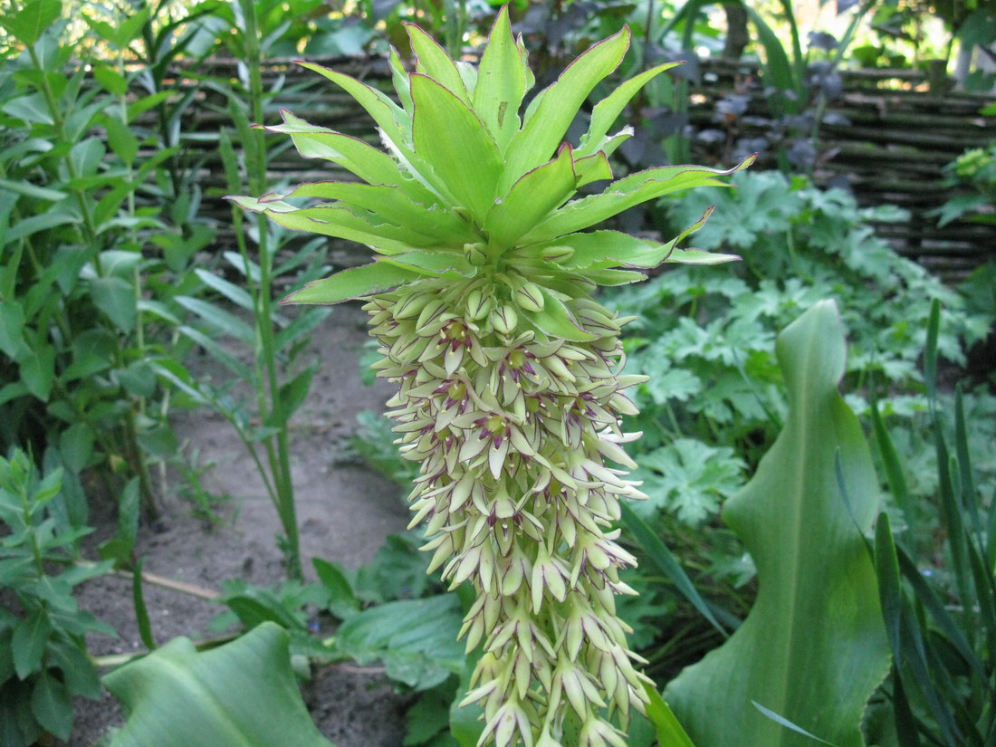 Изображение особи Eucomis bicolor.