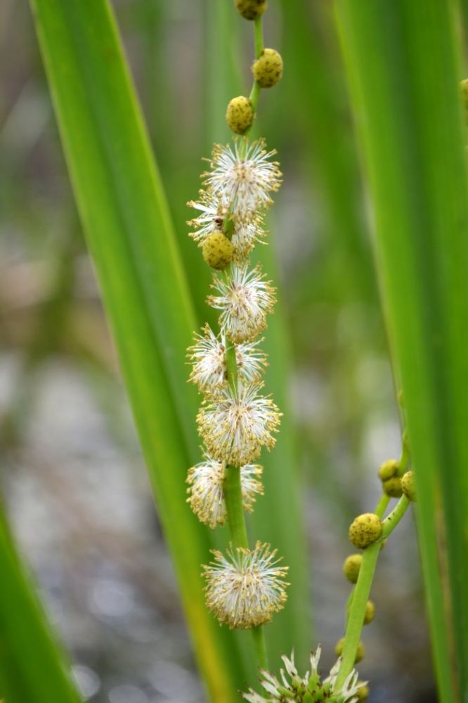 Изображение особи Sparganium erectum.