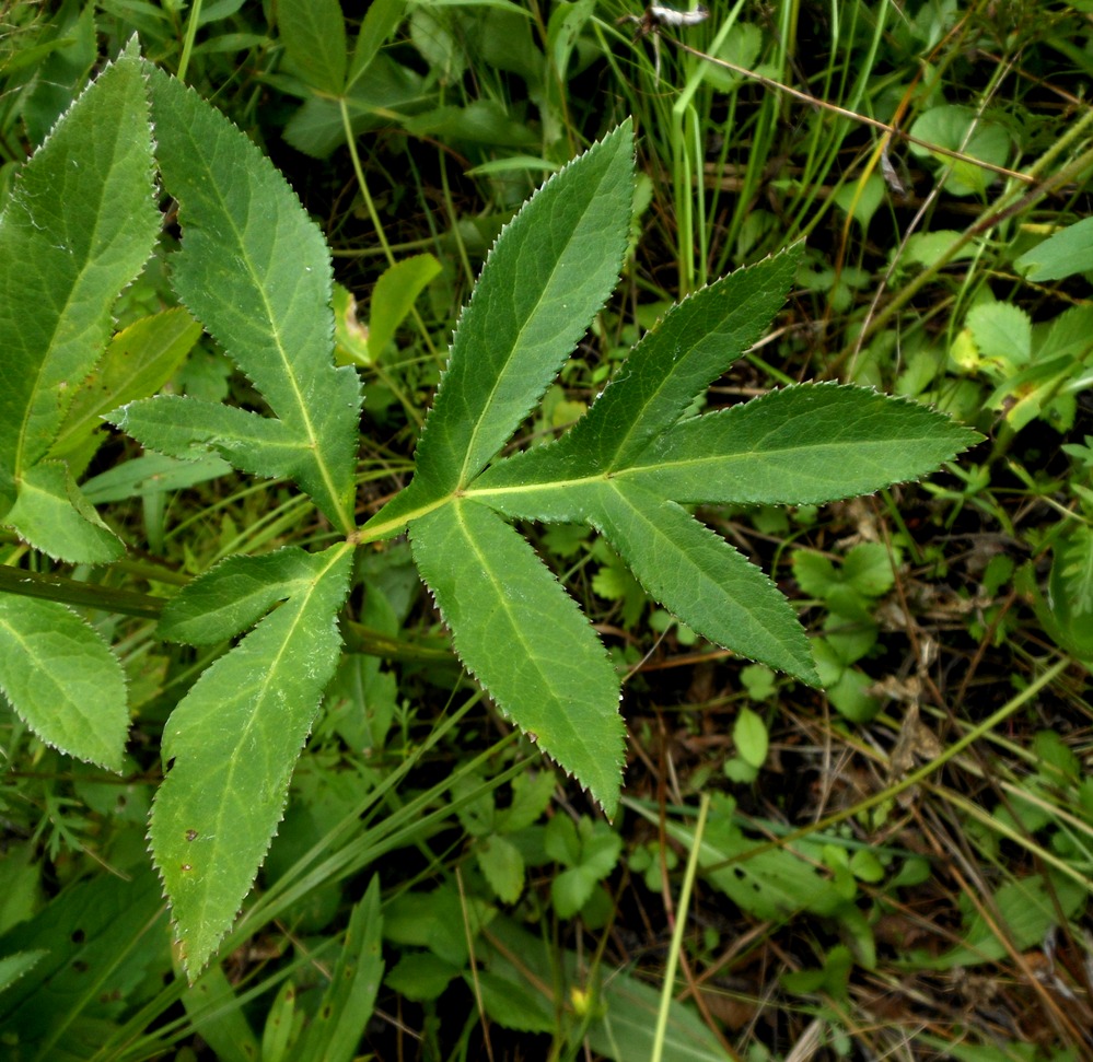 Image of Angelica decursiva specimen.