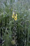 Verbascum blattaria