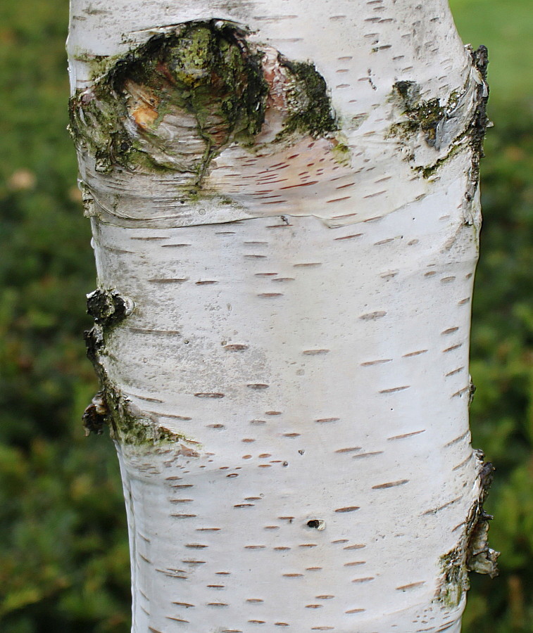 Изображение особи Betula albosinensis.