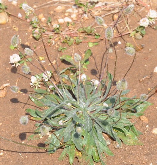 Image of Plantago lagopus specimen.