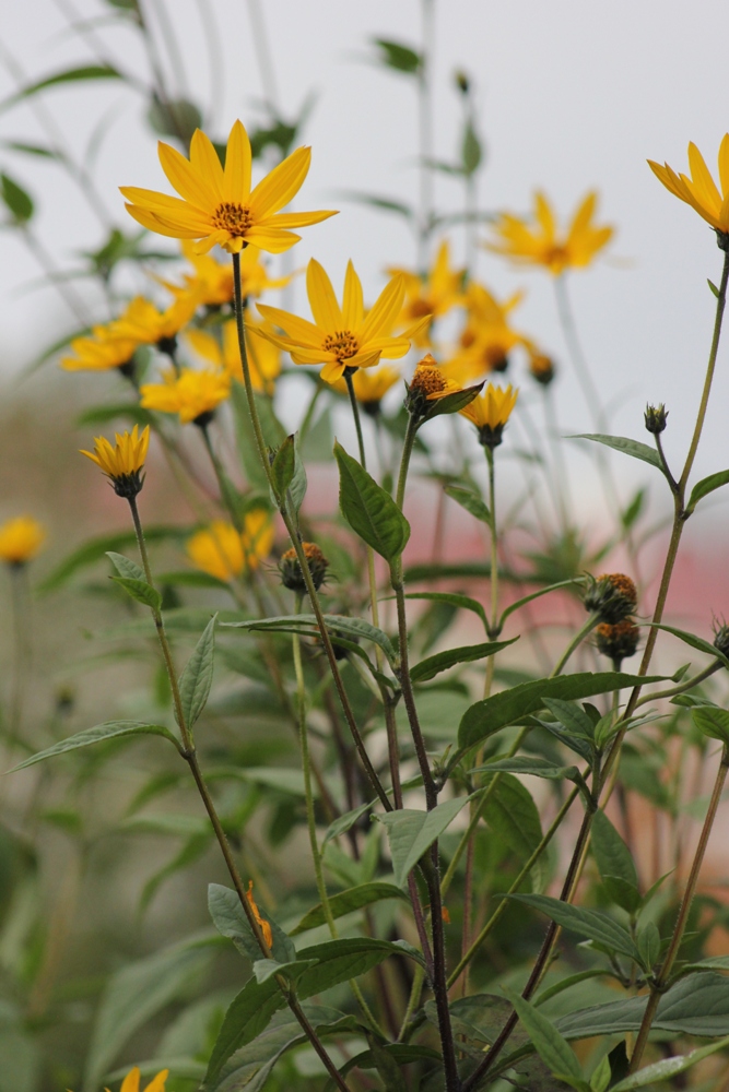 Изображение особи Helianthus tuberosus.