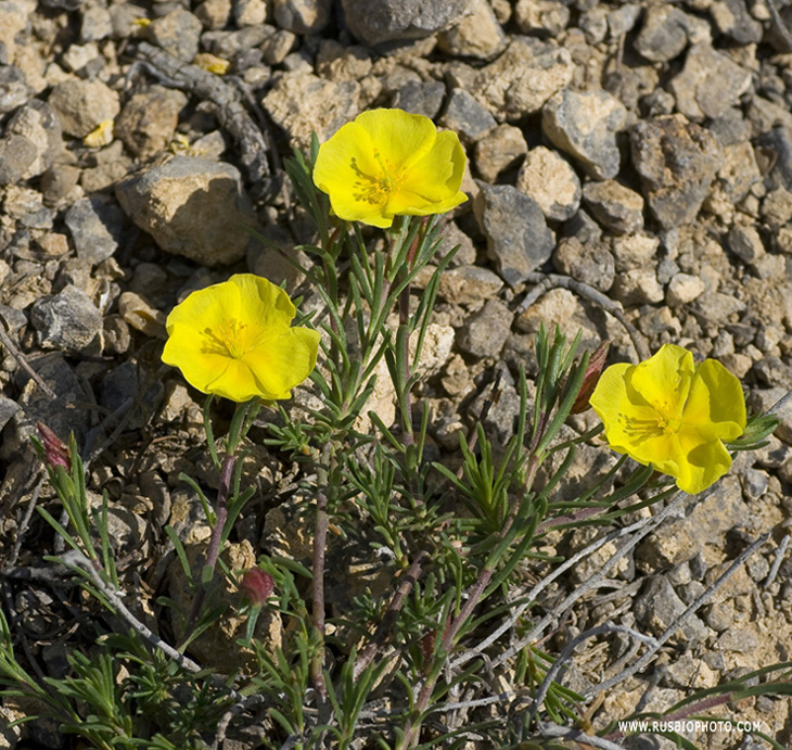 Image of Fumana procumbens specimen.