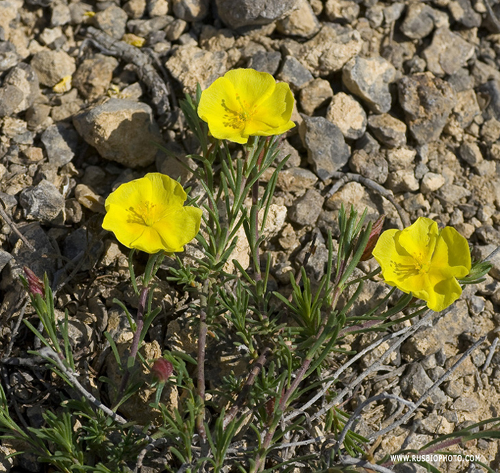 Изображение особи Fumana procumbens.