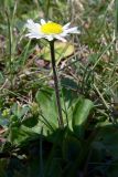 Bellis perennis