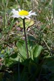 Bellis perennis. Цветущее растение. Польша, Мазовецкое воеводство, Миньский повят, гмина Миньск-Мазовецки, окр. дер. Стоядла, газон. 05.07.2012.