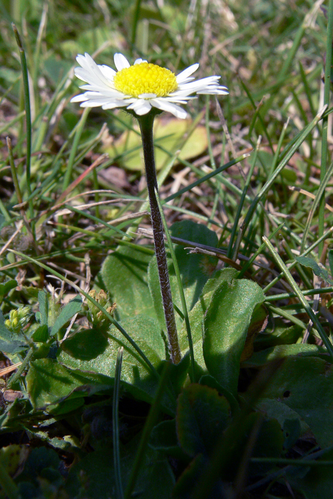 Image of Bellis perennis specimen.