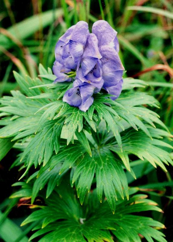 Изображение особи Aconitum maximum.