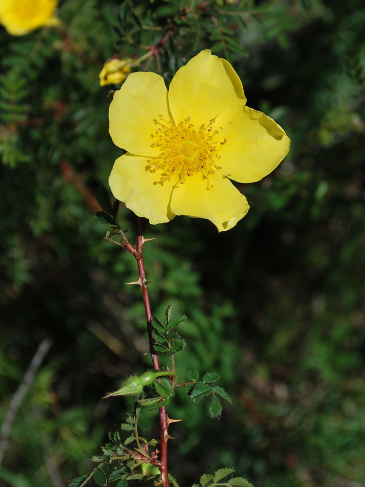Image of Rosa kokanica specimen.