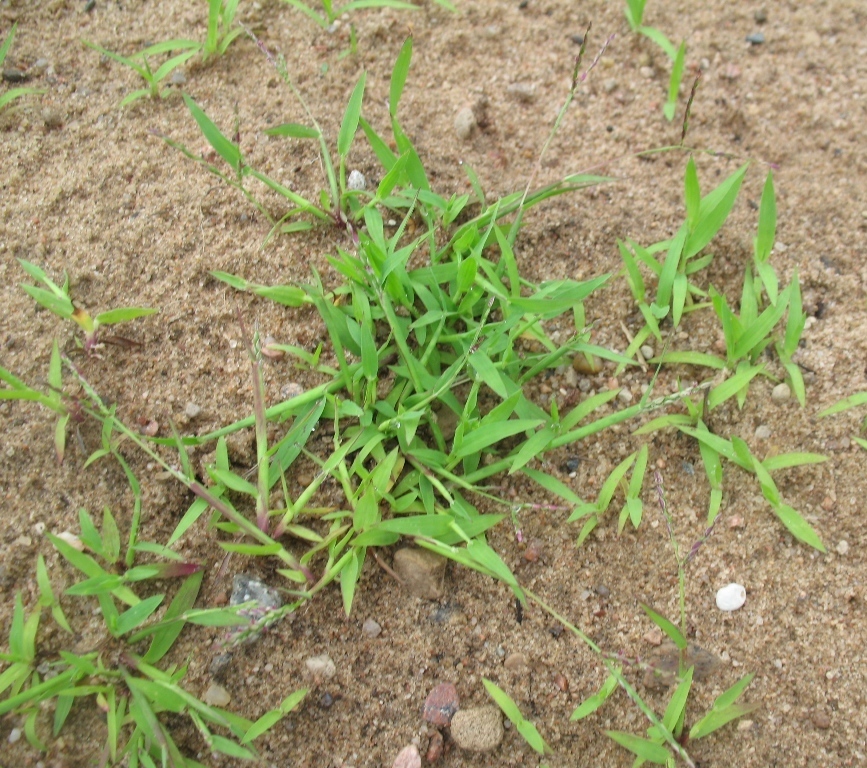 Image of Digitaria ischaemum specimen.