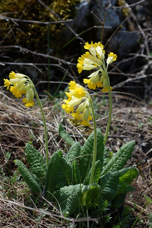 Изображение особи Primula macrocalyx.