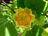 Liriodendron tulipifera