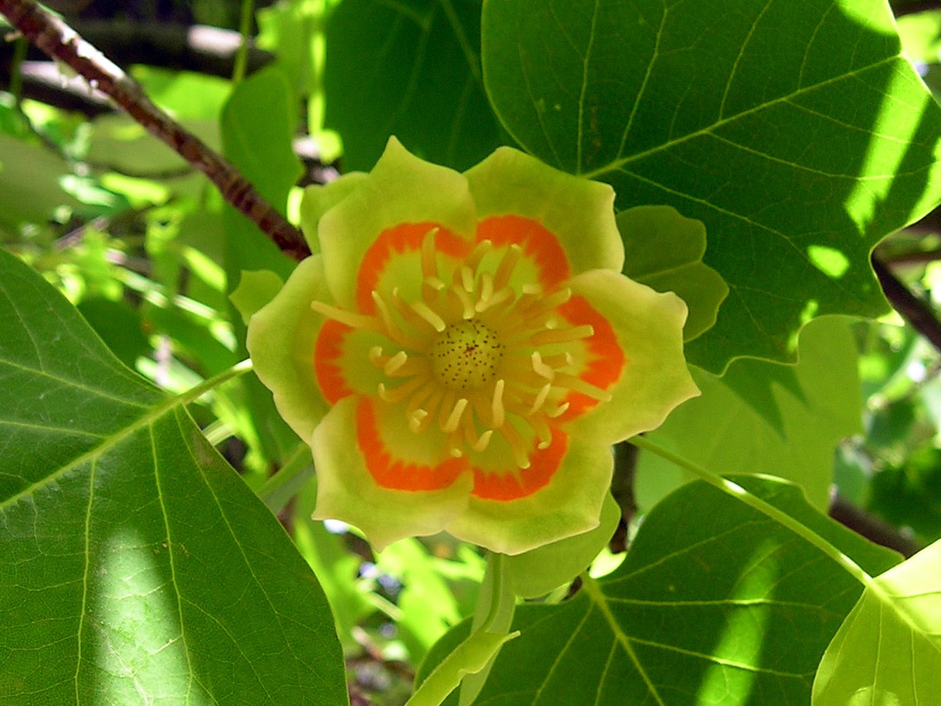 Изображение особи Liriodendron tulipifera.