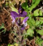 Salvia viridis. Верхушка цветущего растения. Израиль, Нижняя Галилея, г. Верхний Назарет, ландшафтный парк. 14.03.2011.