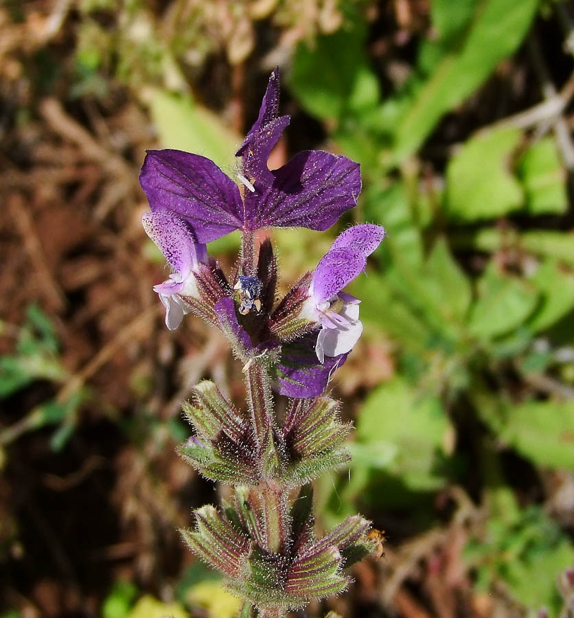 Изображение особи Salvia viridis.