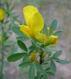 Chamaecytisus borysthenicus