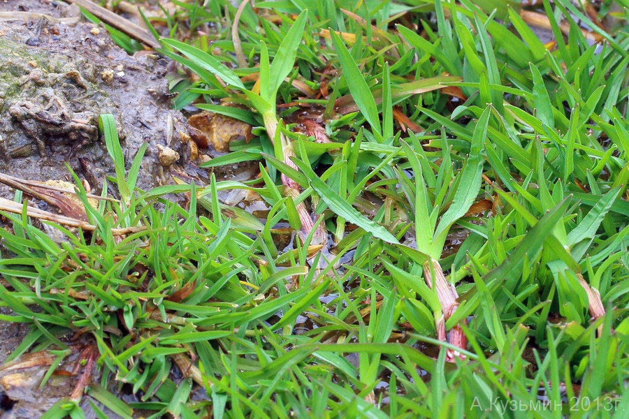 Image of Catabrosa aquatica specimen.