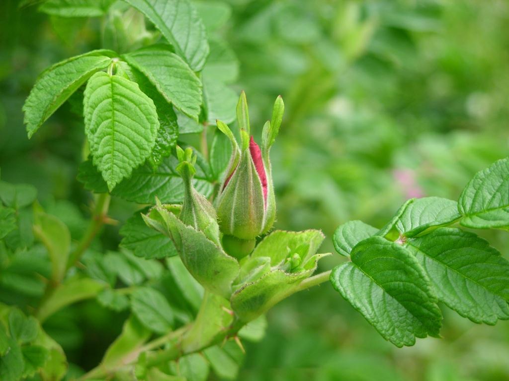 Image of Rosa rugosa specimen.