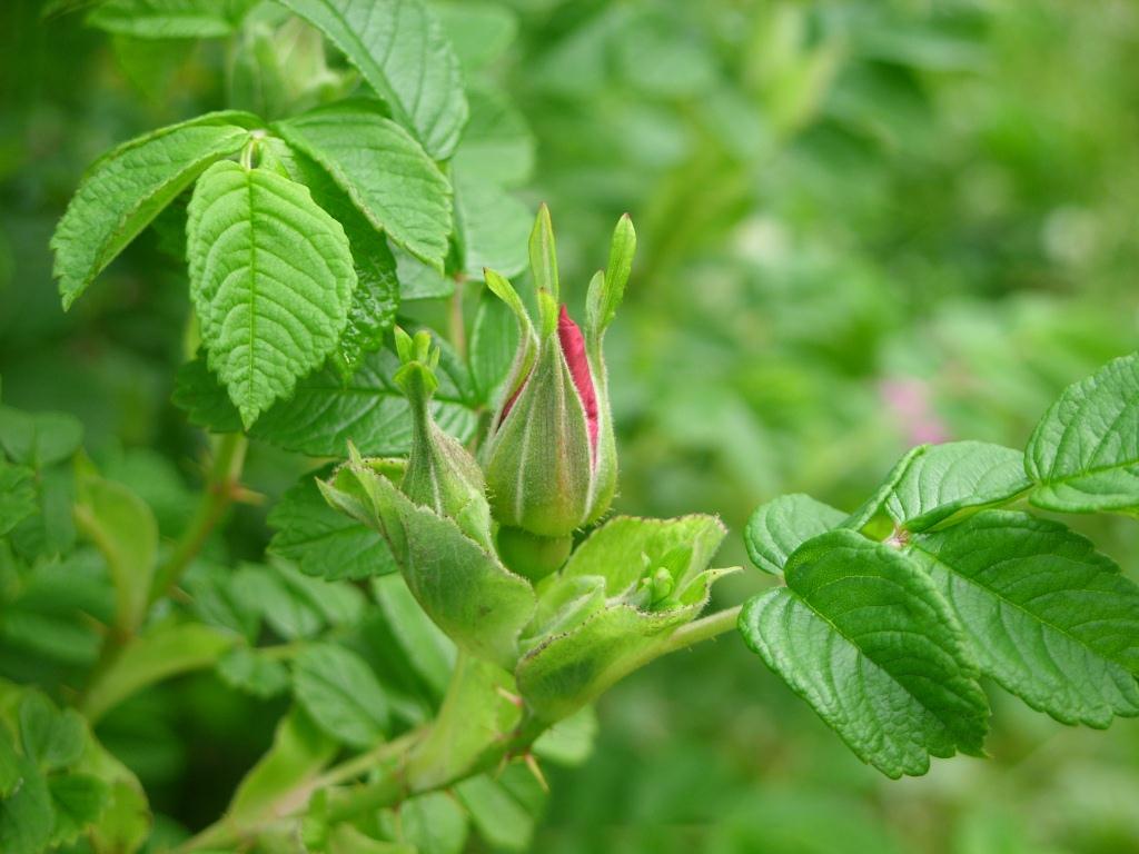 Изображение особи Rosa rugosa.