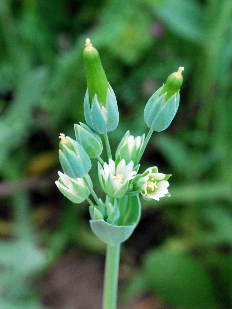 Image of Cerastium perfoliatum specimen.