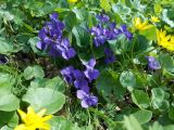 Viola odorata