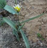 Tulipa tarda. Расцветающее растение. Москва, в культуре с хр. Жетыжол. 08.05.2013.