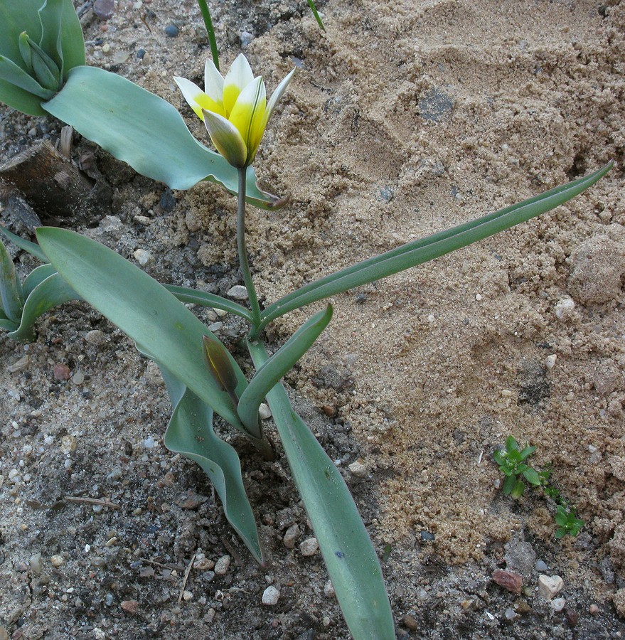 Изображение особи Tulipa tarda.