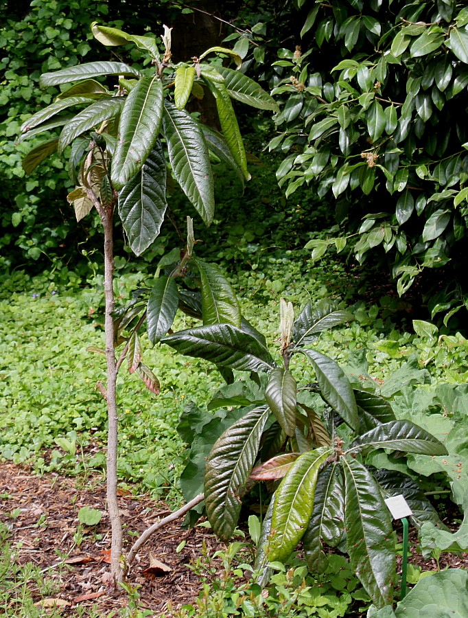 Image of Eriobotrya japonica specimen.