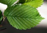 Ulmus laevis. Лист, вид сверху. Санкт-Петербург. 20 мая 2009 г.