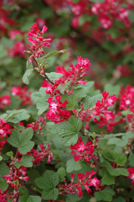 Image of Ribes sanguineum specimen.