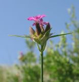 Dianthus andrzejowskianus. Соцветие. Волгоградская обл., Калачёвский р-н, правый берег р. Дон. 22.05.2013.