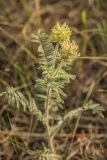 Oxytropis pilosa. Верхушка отцветающего растения. Ростовская обл., Аксайский р-н, окр. хут. Александровка. 08.06.2013.