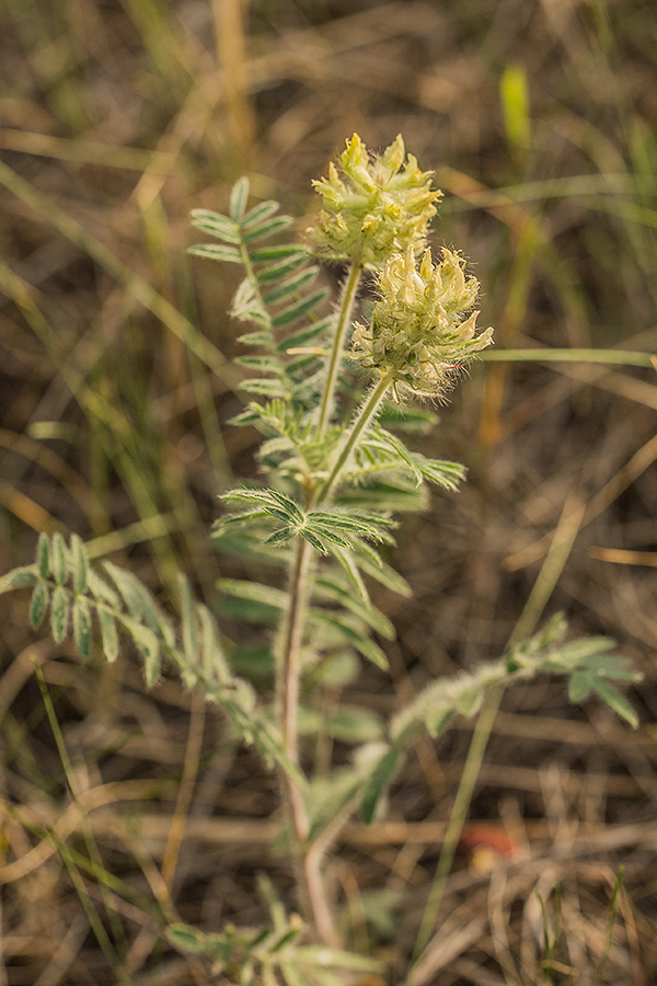 Изображение особи Oxytropis pilosa.