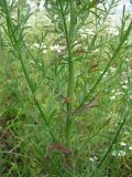 Centaurea stoebe