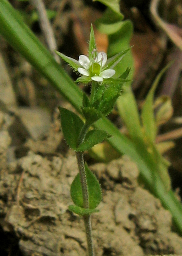 Image of Arenaria serpyllifolia specimen.