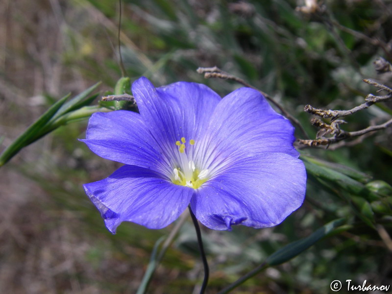 Image of Linum austriacum specimen.