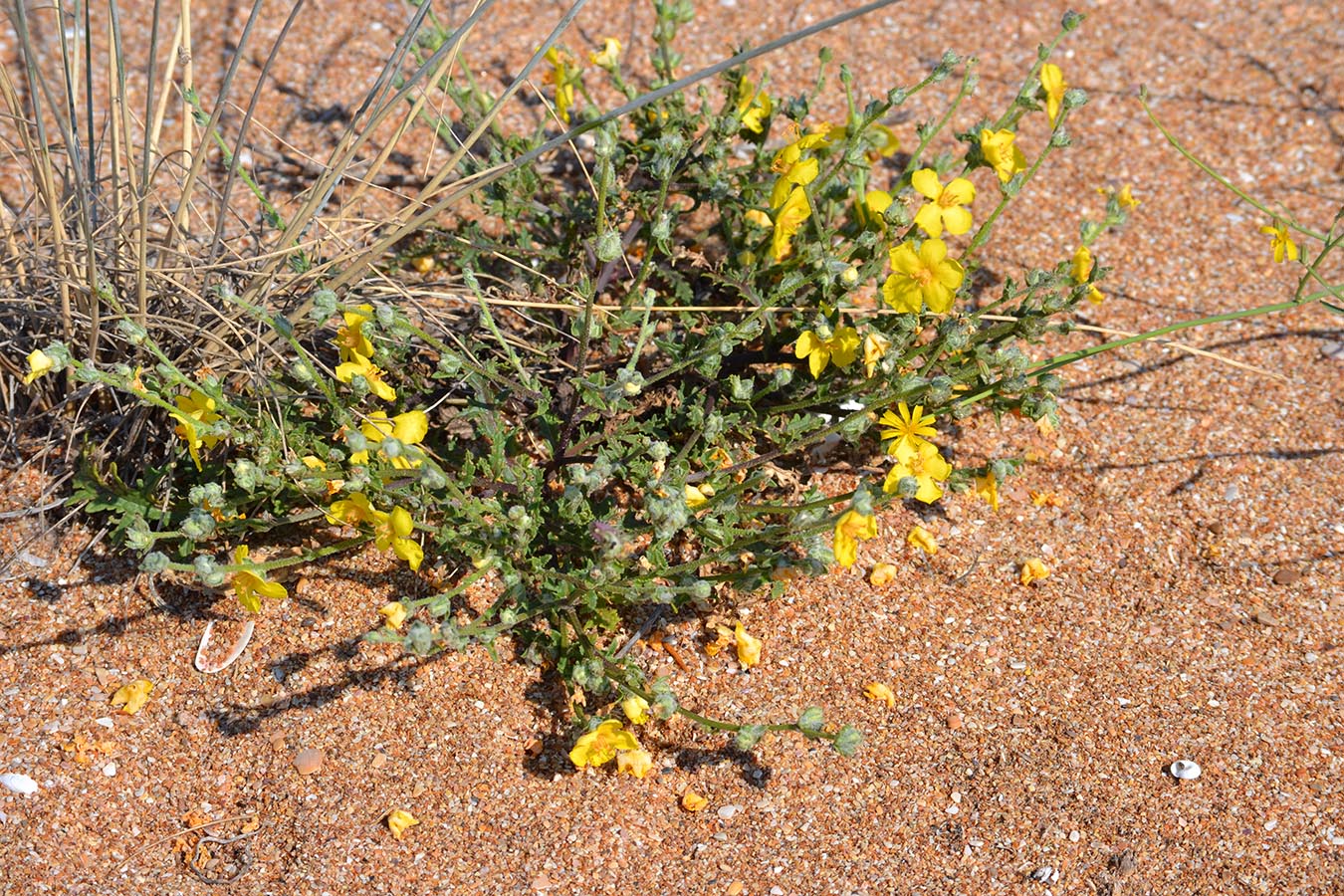 Image of Verbascum pinnatifidum specimen.