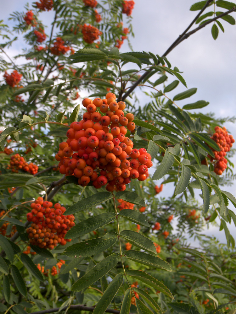 Рябина обыкновенная описание растения. Рябина обыкновенная Sorbus aucuparia. Рябина обыкновенная (Sorbus aucuparia l.). Рябина обыкновенная Лациниата. Рябина дуболистная.