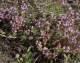 Thymus punctulosus