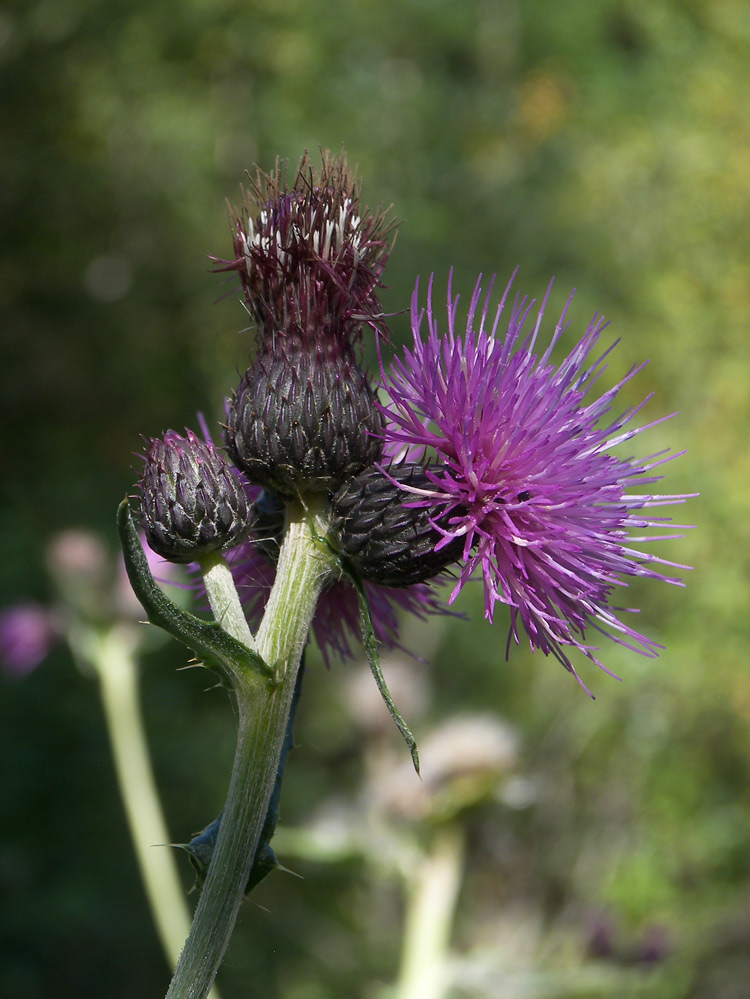 Изображение особи Cirsium uliginosum.