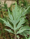 Artemisia vulgaris